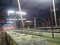 Bogor Farm 3