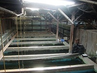 Jakarta Farm 2